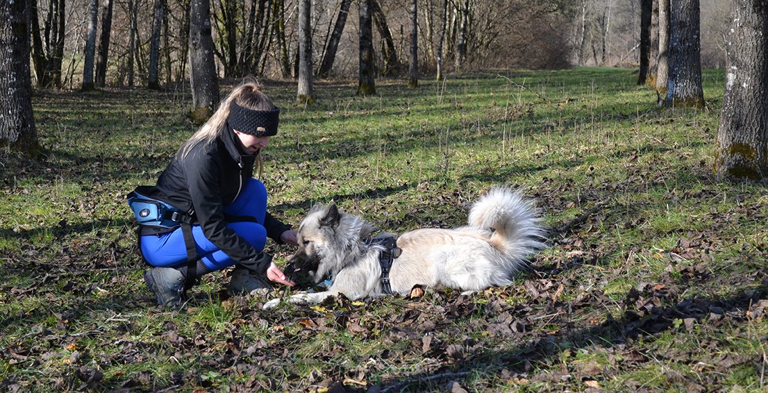 éducation Canine A
