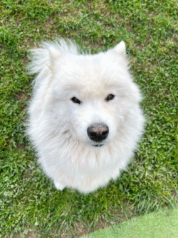 (c)chapitrecanin educateur canin ugine albertville savoie cours jessica