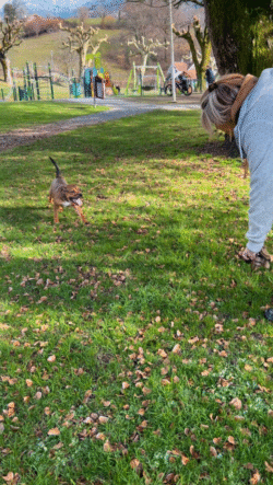 (c)chapitrecanin educateurcanin chien ugine education canine positif comportementaliste savoie 73 jessica