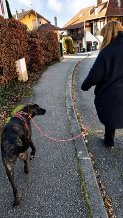 (c)chapitrecanin educateurcanin chien ugine education canine positif comportementaliste savoie jessica