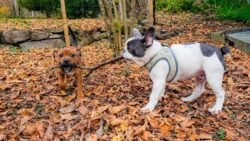 (c)chapitrecanin educateurcanin chien ugine educationcanine positif comportementaliste savoie (1)