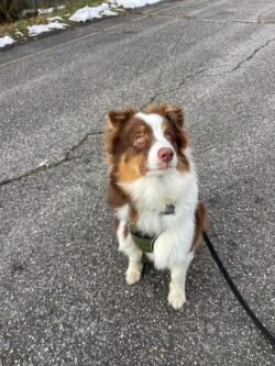 (c)chapitrecanin educateurcanin chien ugine educationcanine positif comportementaliste savoie (2)