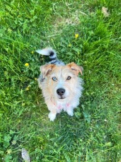 (c)chapitrecanin educateurcanin chien ugine educationcanine positif comportementaliste savoie (3)