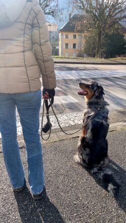 (c)chapitrecanin educateurcanin chien ugine educationcanine positif comportementaliste savoie (5)