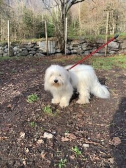 (c)chapitrecanin educateurcanin chien ugine educationcanine positif comportementaliste savoie (7)