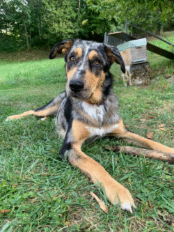 (c)chapitrecanin educateurcanin chien ugine educationcanine positif comportementaliste savoie 73