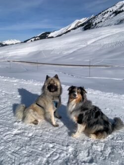 (c)chapitrecanin educateurcanin chien ugine educationcanine positif comportementaliste savoie (9)