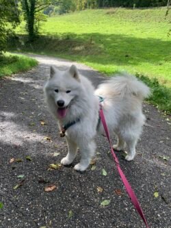 (c)chapitrecanin educateurcanin ugine chien positif jessica savoie comportementaliste (1)