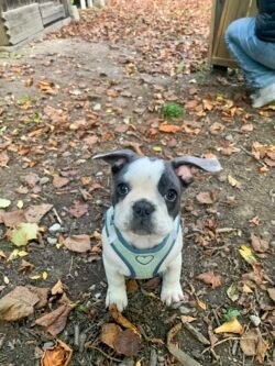 (c)chapitrecanin educateurcanin ugine chien positif jessica savoie comportementaliste (2)