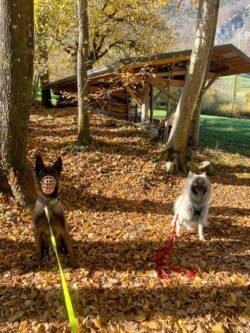 (c)chapitrecanin educateurcanin ugine chien positif jessica savoie comportementaliste (4)