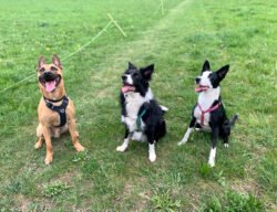 (c)chapitrecanin education canine savoie ugine (1)