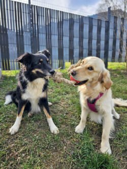 (c)chapitrecanin education canine savoie ugine (11)