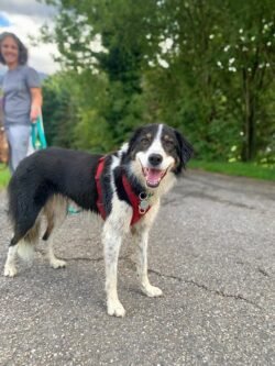 (c)chapitrecanin education canine savoie ugine (12)