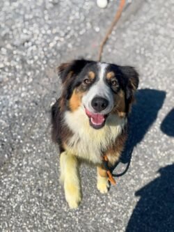 (c)chapitrecanin education canine savoie ugine (15)