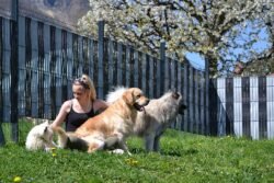 (c)chapitrecanin education canine savoie ugine (16)