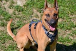 (c)chapitrecanin education canine savoie ugine (17)