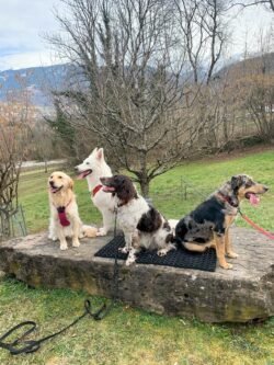 (c)chapitrecanin education canine savoie ugine (18)