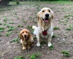 (c)chapitrecanin education canine savoie ugine (2)