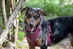 (c)chapitrecanin education canine savoie ugine (21)