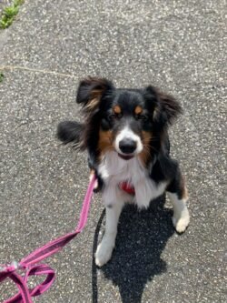 (c)chapitrecanin education canine savoie ugine (22)