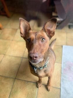 (c)chapitrecanin education canine savoie ugine (23)