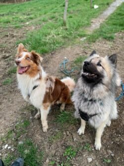 (c)chapitrecanin education canine savoie ugine (24)