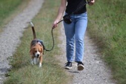 (c)chapitrecanin education canine savoie ugine (25)