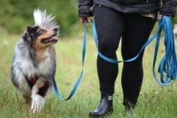 (c)chapitrecanin education canine savoie ugine (26)