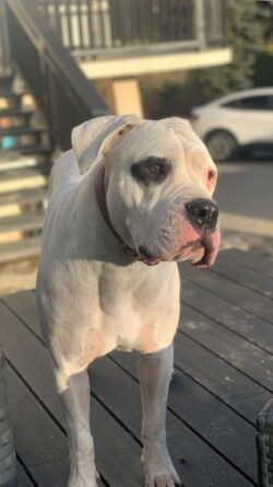 (c)chapitrecanin education canine savoie ugine (27)