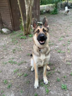 (c)chapitrecanin education canine savoie ugine (5)