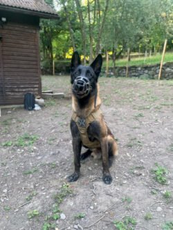 (c)chapitrecanin education canine savoie ugine (6)