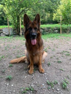 (c)chapitrecanin education canine savoie ugine (9)