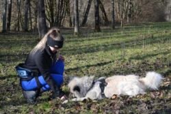 (c)chapitrecanin education canine ugine savoie positif (1)