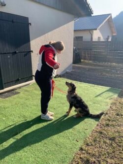 (c)chapitrecanin education canine ugine savoie positif (2)