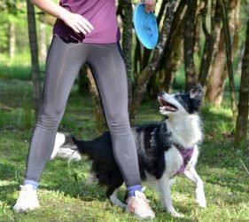(c)chapitrecanin educateur canin ugine savoie education canine