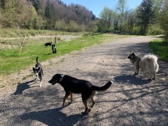 (c)CHAPITRECANIN education canine chien dressage jessica ugine savoie collectif albertville cours eduquer (1)