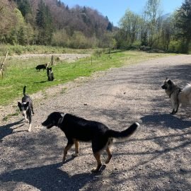(c)CHAPITRECANIN education canine chien dressage jessica ugine savoie collectif albertville cours eduquer (1)